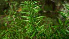Podocarpus acutifolius