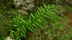 Podocarpus acutifolius