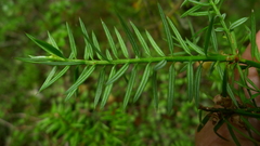 Podocarpus acutifolius