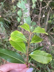Cinnamomum oliveri