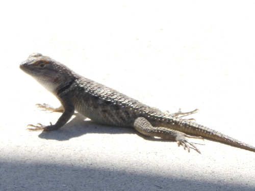 iNaturalist observation photo of Desert Spiny Lizard