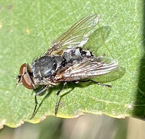 iNaturalist observation photo of Cluster Flies