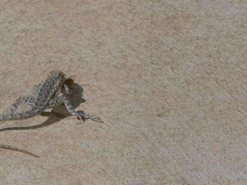 iNaturalist observation photo of Western Side-blotched Lizard