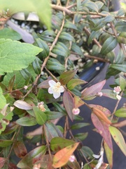 Austromyrtus