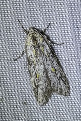 Stenoptena icmaea