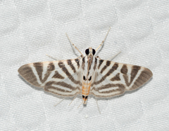 Spilomela perspicata