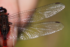 Tauriphila australis