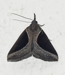 Hypena nualis