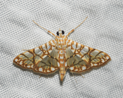 Synclera jarbusalis