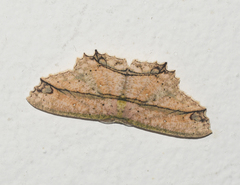 Image of Cyclophora melitia