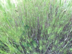 Hordeum marinum