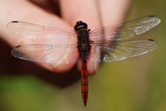 Tauriphila australis