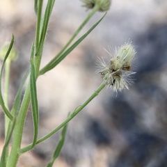 Brachyscome paludicola