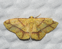 Periclina syctaria