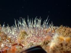 Anthopleura artemisia