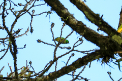 Chlorophonia occipitalis
