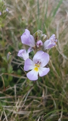 Euphrasia collina diversicolor