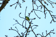 Chlorophonia occipitalis