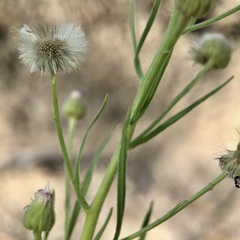 Brachyscome paludicola