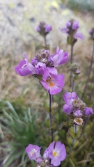 Euphrasia collina diversicolor