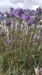 Euphrasia collina diversicolor