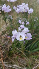 Euphrasia collina diversicolor