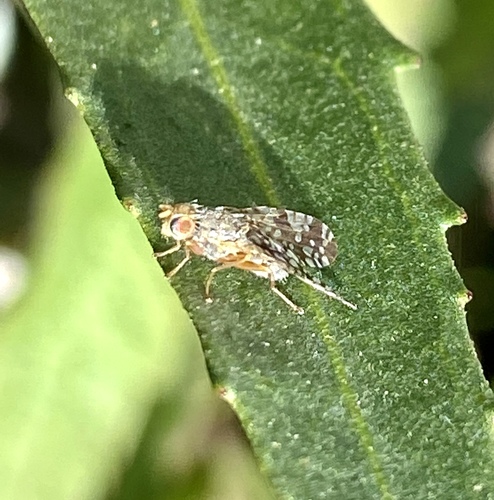 iNaturalist observation photo of Sunflower Seed Maggot