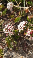 Pimelea alpina