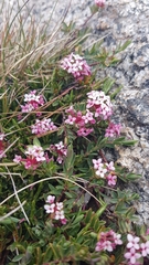 Pimelea alpina