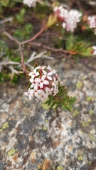 Pimelea alpina