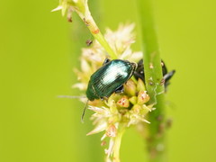 Arsipoda chrysis