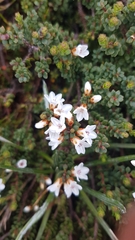 Epacris glacialis