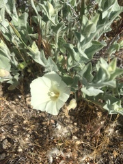 Calystegia malacophylla pedicellata