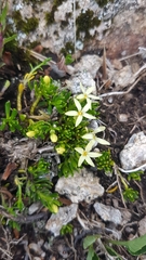 Stackhousia pulvinaris