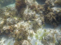 Kyphosus cornelii