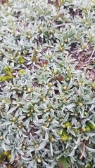 Argyrotegium nitidulum