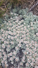 Ewartia nubigena