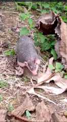 Cabassous unicinctus