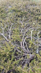 Podocarpus lawrencei