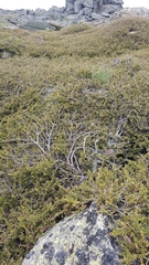 Podocarpus lawrencei