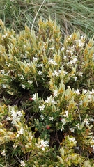 Acrothamnus montanus