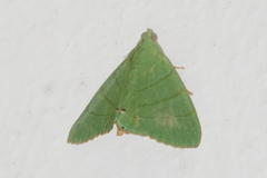 Eulepidotis viridissima