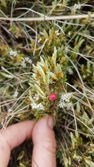 Acrothamnus montanus