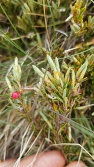 Acrothamnus montanus