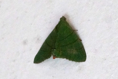 Eulepidotis viridissima