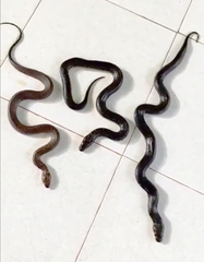 Phytolopsis punctata