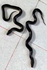 Phytolopsis punctata