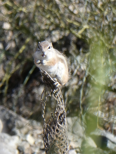 iNaturalist observation photo of White-tailed Antelope Squirrel