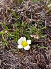 Ranunculus millanii