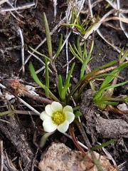 Ranunculus millanii